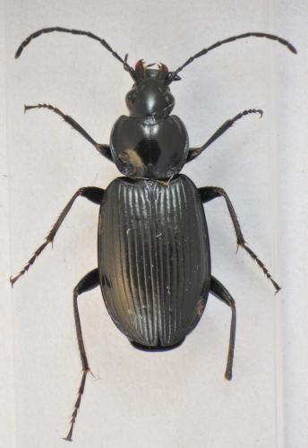 Réf. 102 122 : Agonum sp.