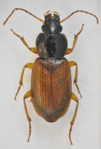 Parophonus mendax
