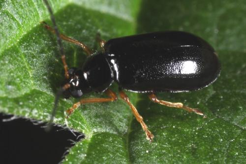 Réf. 102 809 : Luperus sp.