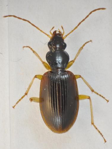 Réf. 102 148 : Paranchus albipes