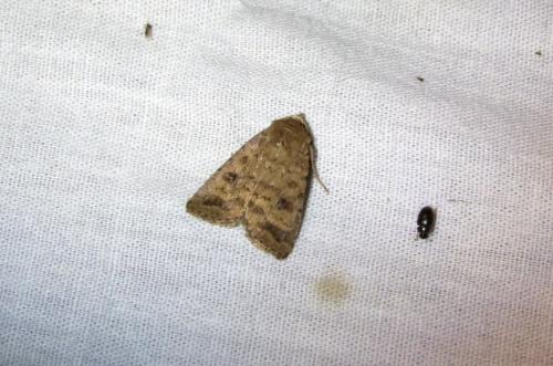 Réf. 102 675 : Caradrina morpheus