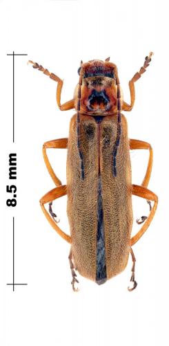 Réf. 102 646 : Cantharis sp.