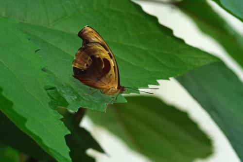 Réf. 102 204 : Catonephele numilia