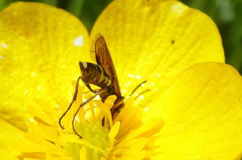 Réf. 102 234 : Cephus pygmaeus