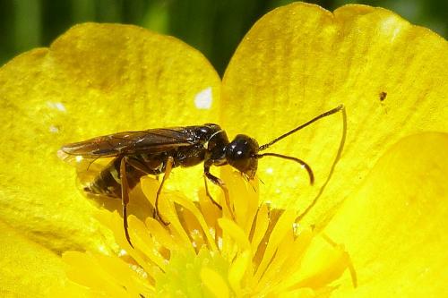 Réf. 102 235 : Cephus pygmaeus