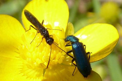 Réf. 102 298 : Cephinae inconnu