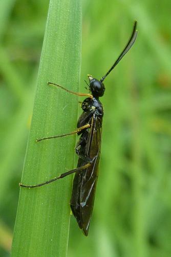 Réf. 102 355 : Cephinae inconnu