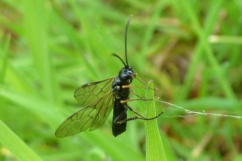 Réf. 102 356 : Cephinae inconnu