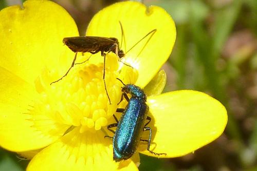 Réf. 102 299 : Cephinae inconnu