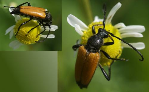 Réf. 102 768 : Stictoleptura fulva