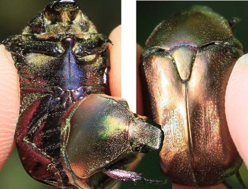 Réf. 102 279 : Potosia cuprea