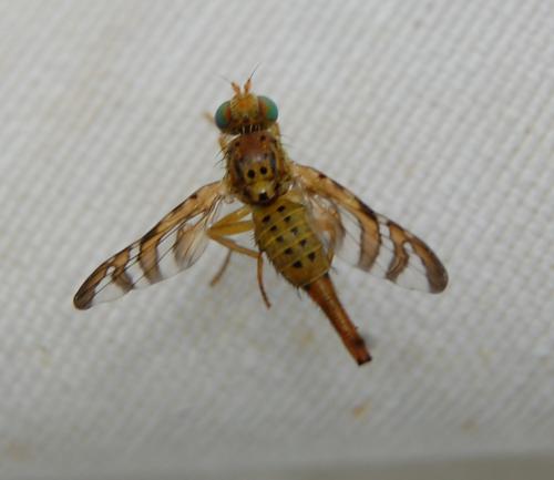 Réf. 102 845 : Chaetorellia jaceae