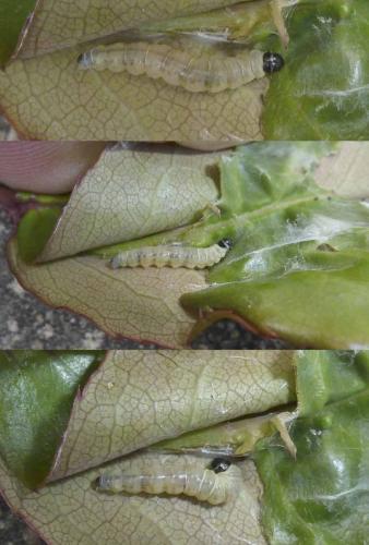Acleris bergmanniana