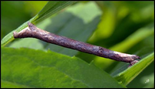 Peribatodes rhomboidaria