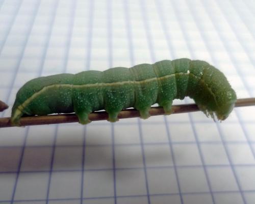 Réf. 102 670 : Orthosia incerta