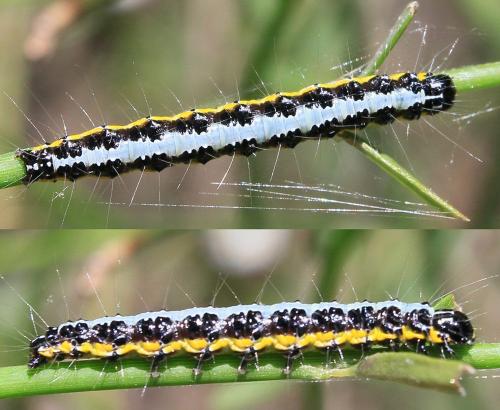 Uresiphita gilvata