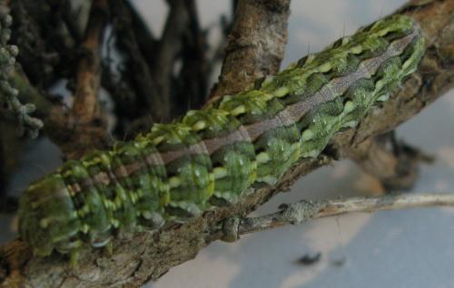 Cucullia santolinae