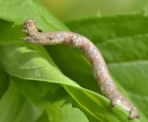 Peribatodes rhomboidaria