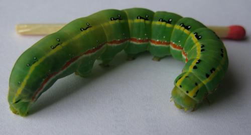 Xylena exsoleta