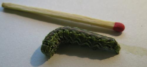 Cucullia santolinae