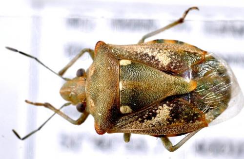 Chroantha ornatula