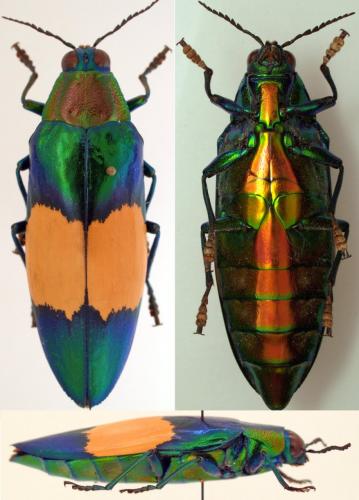 Chrysochroa saundersii maruyamai