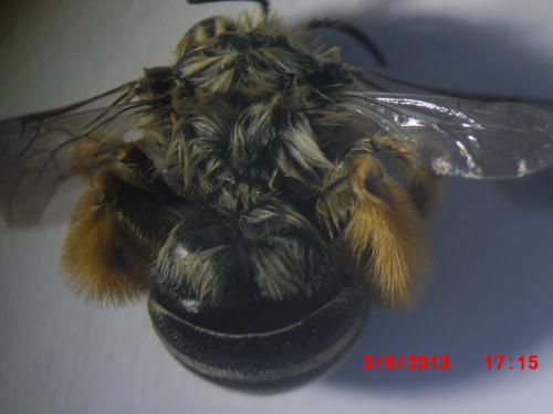 Eucera sp.