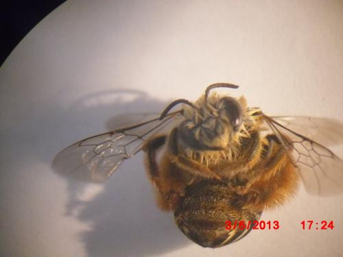 Eucera sp.
