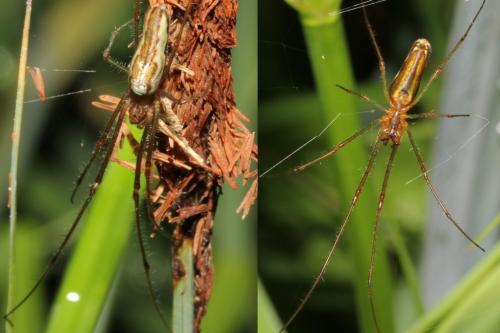 Tetragnatha montana