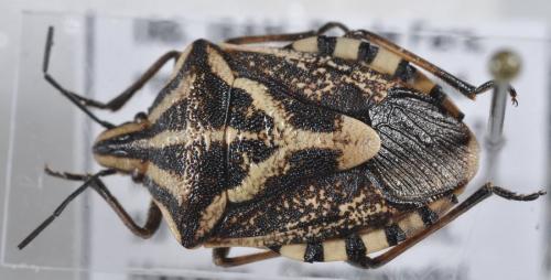 Réf. 102 039 : Codophila maculicollis