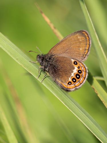 Réf. 102 758 : Coenonympha hero