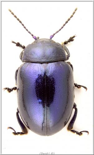 Chrysolina coerulans