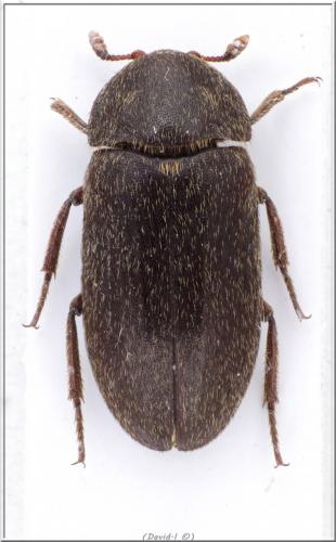 Réf. 102 837 : Dermestes sp.