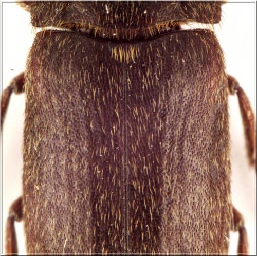 Dermestes haemorrhoidalis
