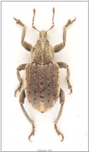 Réf. 102 249 : Brachypera zoilus