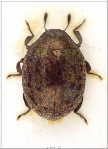 Réf. 102 811 : Cytilus sericeus