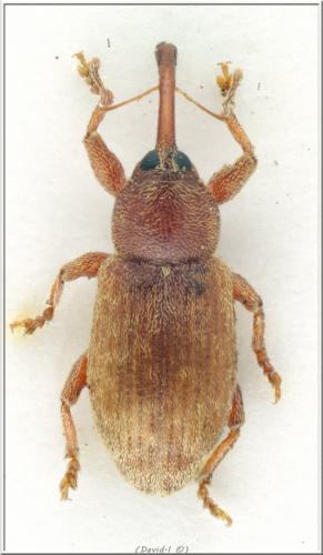 Dorytomus melanophthalmus