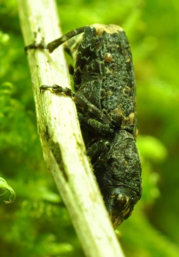 Platyrhinus resinosus