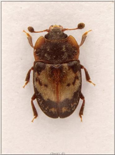 Réf. 102 213 : Omosita discoidea