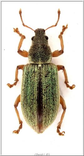 Réf. 102 450 : Polydrusus impar