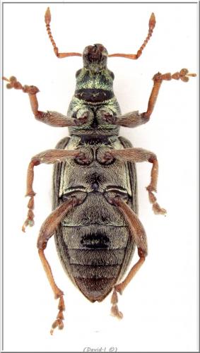 Réf. 102 451 : Polydrusus impar