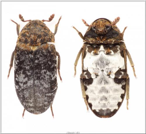 Réf. 102 808 : Dermestes undulatus