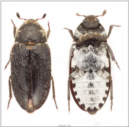 Réf. 102 805 : Dermestes frischii
