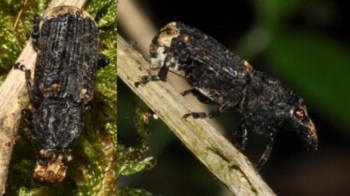 Platyrhinus resinosus