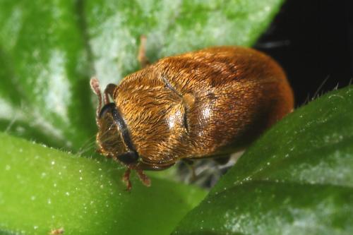 Byturus ochraceus