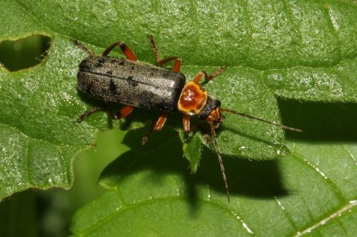 Réf. 102 304 : Cantharis nigricans