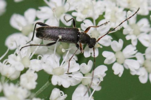 Grammoptera ruficornis