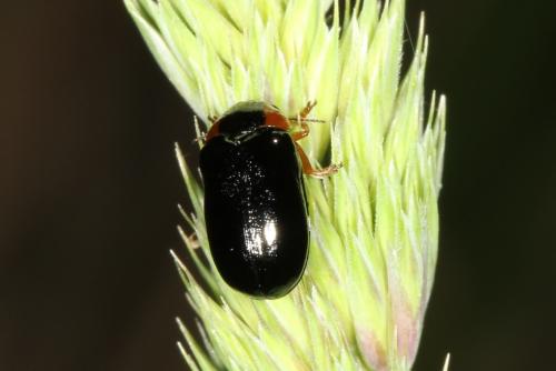 Réf. 102 750 : Smaragdina aurita