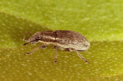 Sitona humeralis