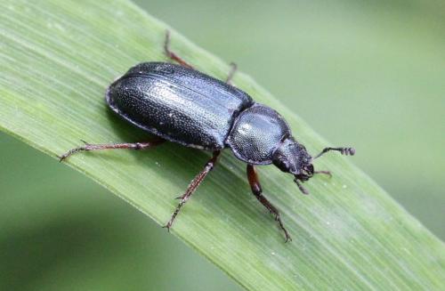 Platycerus sp.